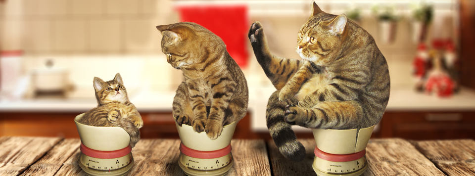 Header-uebergewicht-bei-Katzen Header-uebergewicht-bei-Katzen