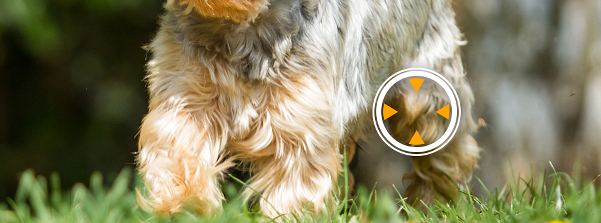 Patellaluxation beim Hund patellaluxation-beim-hund-erkennen-behandeln_1920x1920