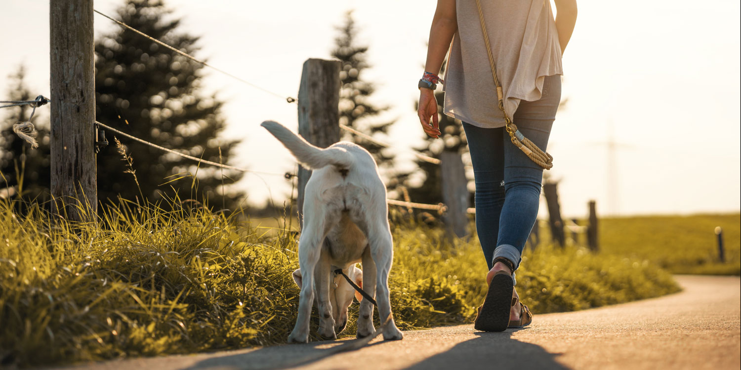 hundemensch-spaziergang
