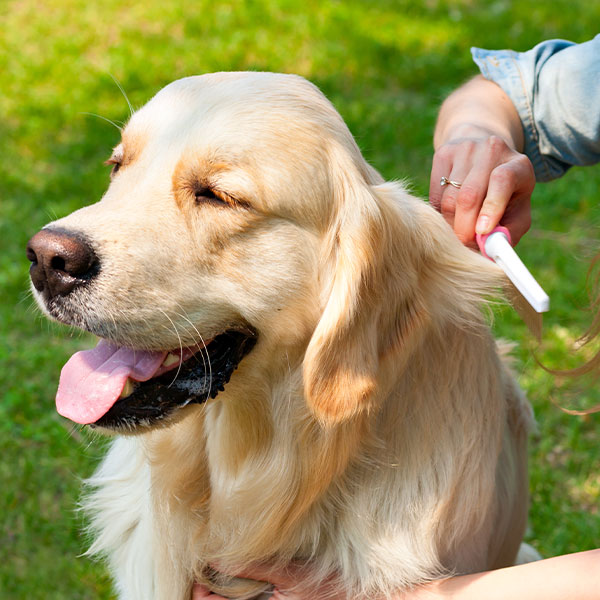 Worauf Sie als Käufer bei der Wahl von Hunde trimmen achten sollten