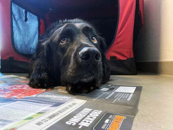 hund-anne-kathrin hund-anne-kathrin