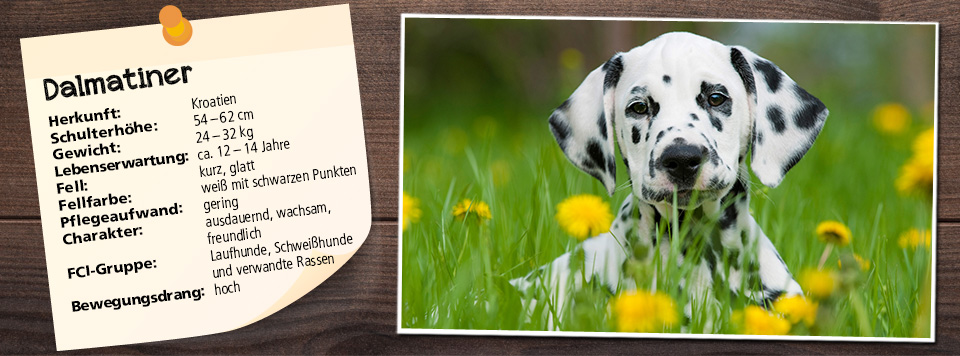 futter-fuer-dalmatiner futter-fuer-dalmatiner
