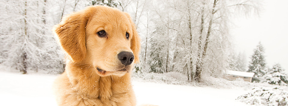 hund-im-winter-worauf-achten hund-im-winter-worauf-achten