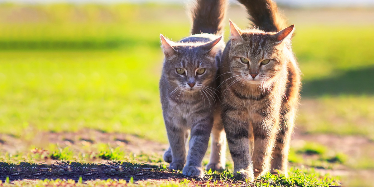 Katze geschlechtsreif Katze geschlechtsreif