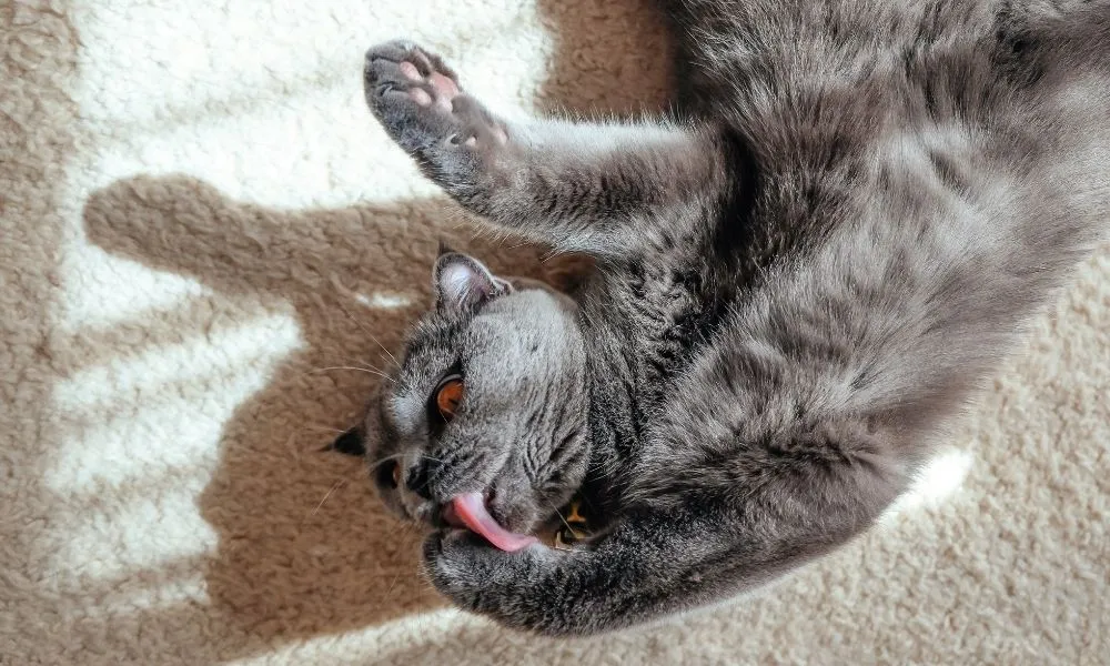 gato feliz gato feliz