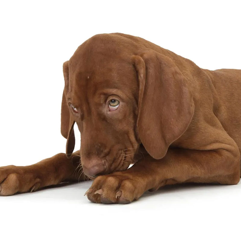 Wenn der Hund Durchfall hat welpen-durchfall-story