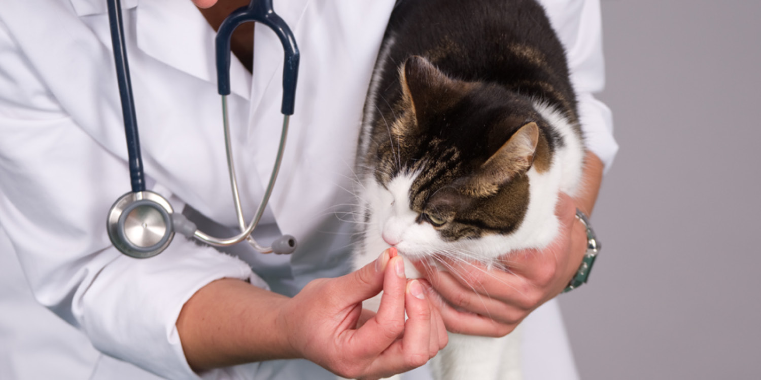 Würmer bei Katzen Würmer bei Katzen