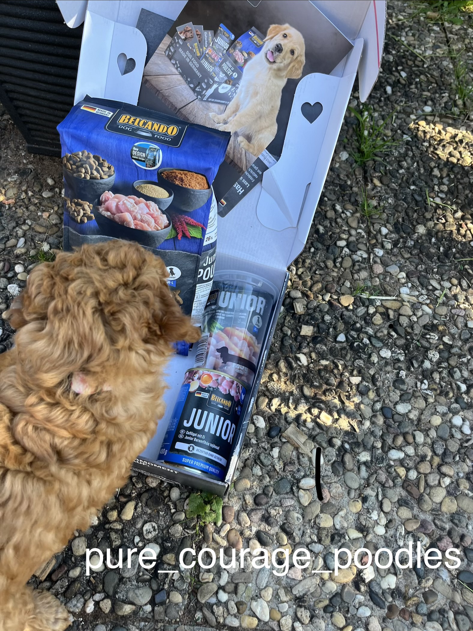 Dog Box BELCANDO Junior GF Poultry Dog Box BELCANDO Junior GF Poultry