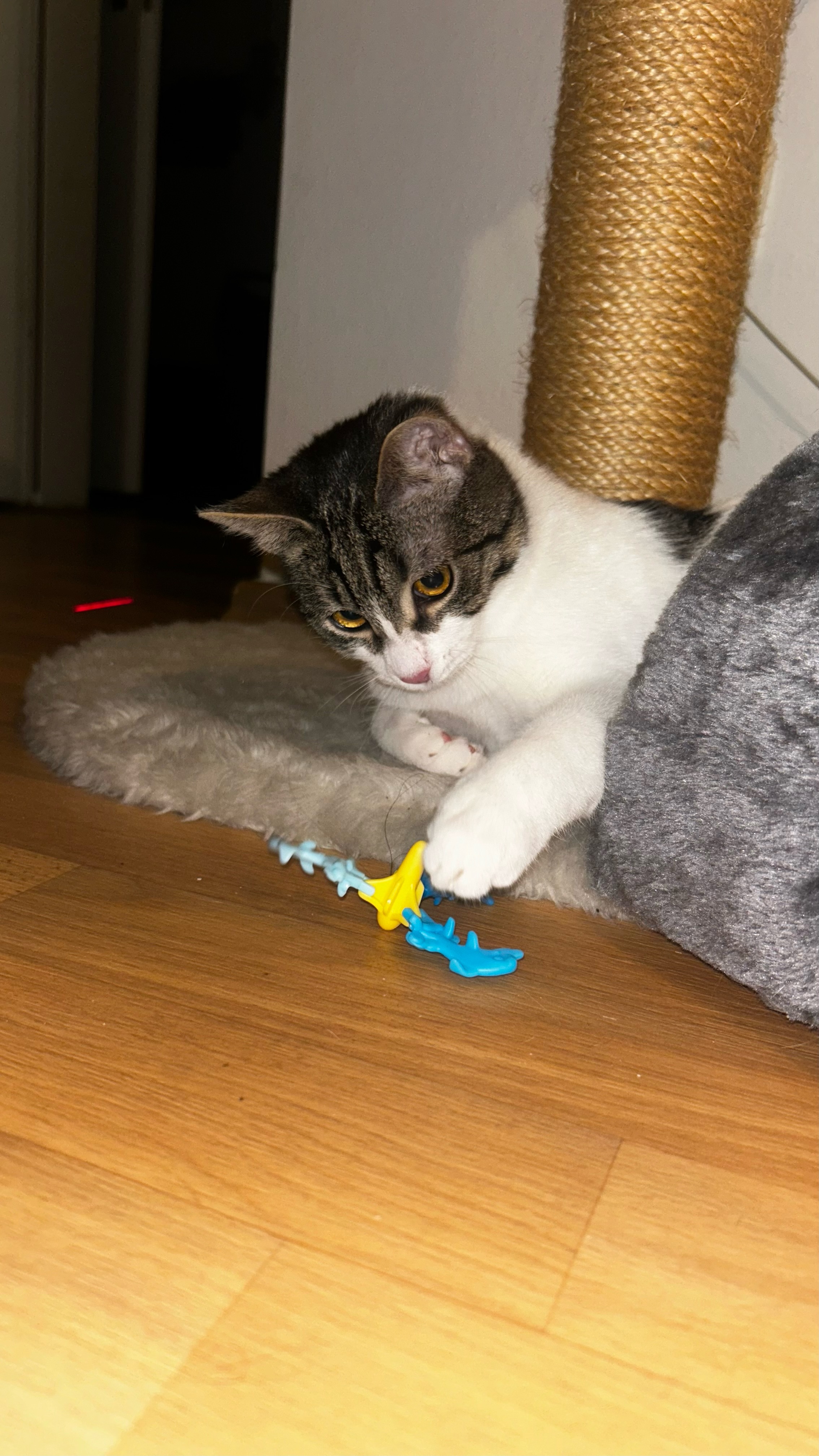 Gewinner-Luffy4 Gewinner-Luffy4