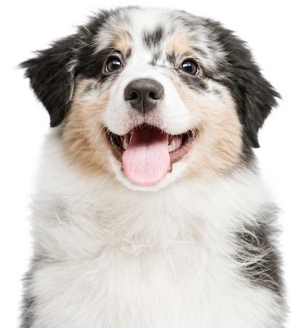 Australian Shepherd Welpe Australian Shepherd Welpe