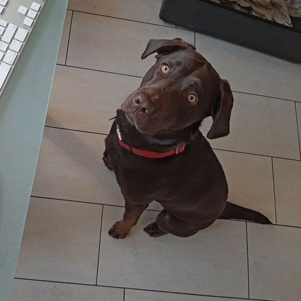 Bürohunde Bürohunde