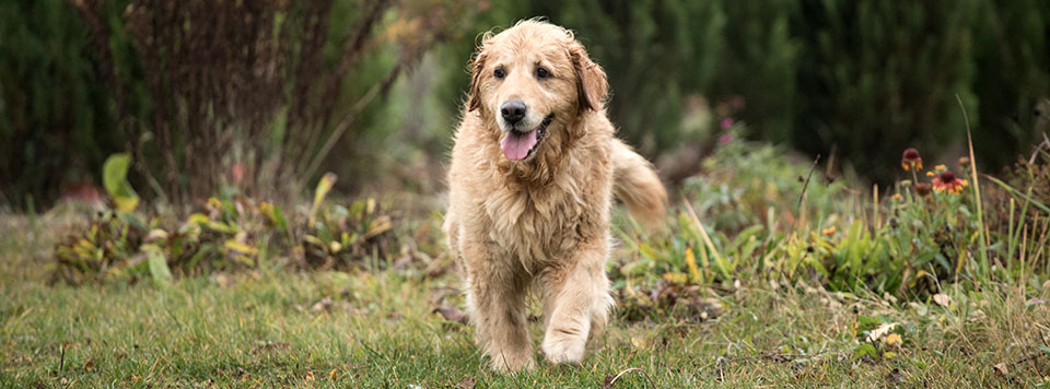 warum-stinkt-mein-hund warum-stinkt-mein-hund