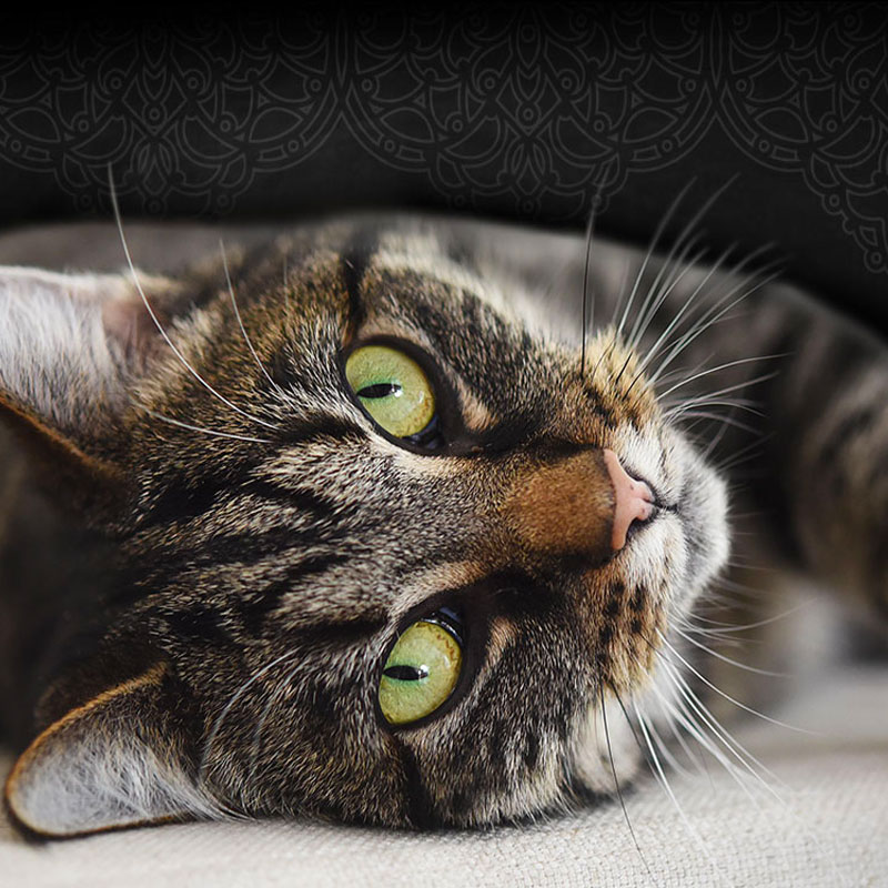 katzenfutter-herstellung katzenfutter-herstellung