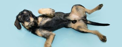 Kastration beim Hund Ablauf, Auswirkungen und Alternativen Tipps für
