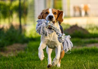 Belcando Mix It GF 2x10kg Sparpaket - Getreidefreies Ergänzungsfutter Für Hunde BARF Oder Dosenfütterung
