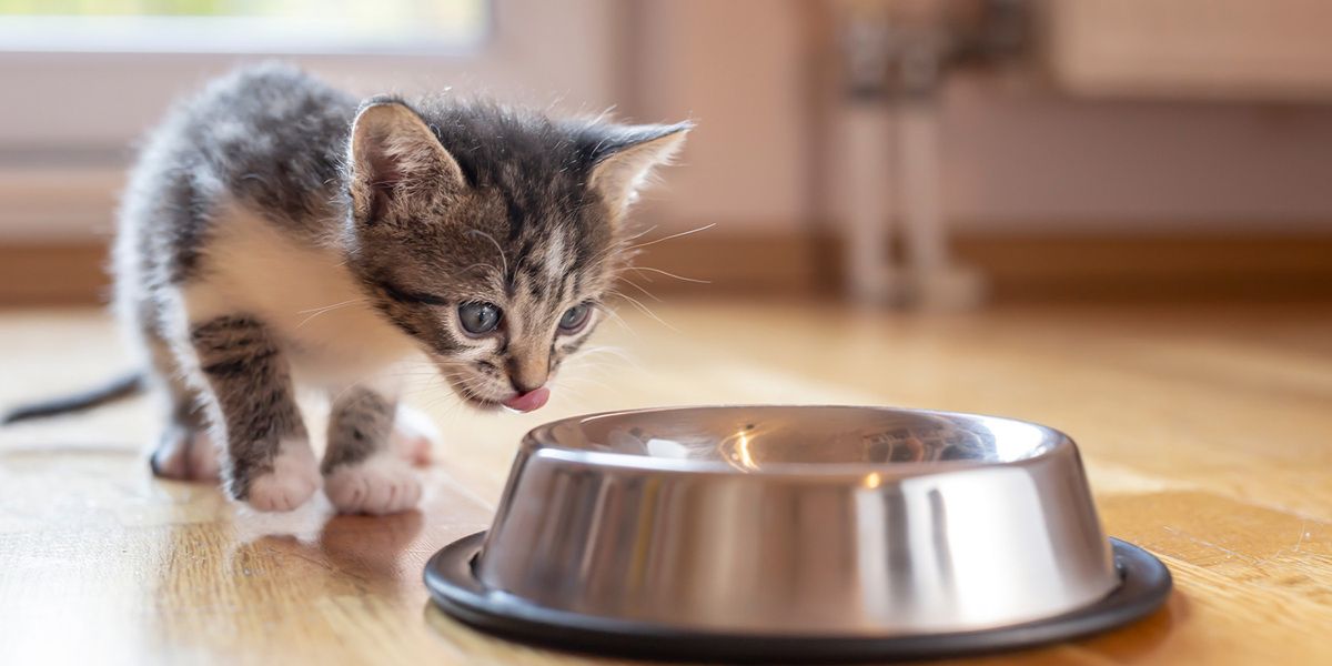 Das richtige Futter für Kitten LEONARDO Pfotentipps