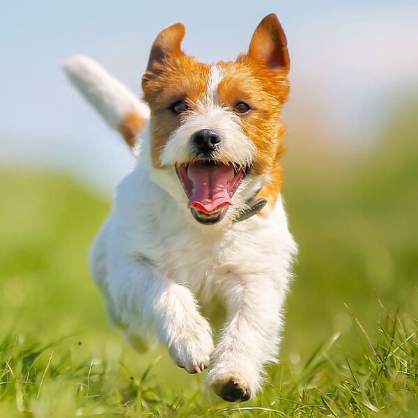 Hilfe Mein Hund Ist In Der Pubertät Gebraucht Pubertät beim Hund erklärt: Entwicklungsphasen, Verhalten und wie du